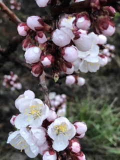 春…杏の花