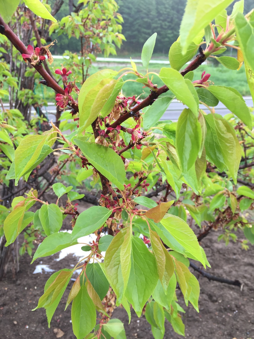 葉桜…春の終わり〜夏の始まり