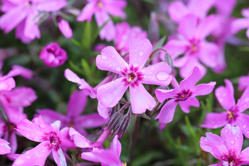 花びらの雫