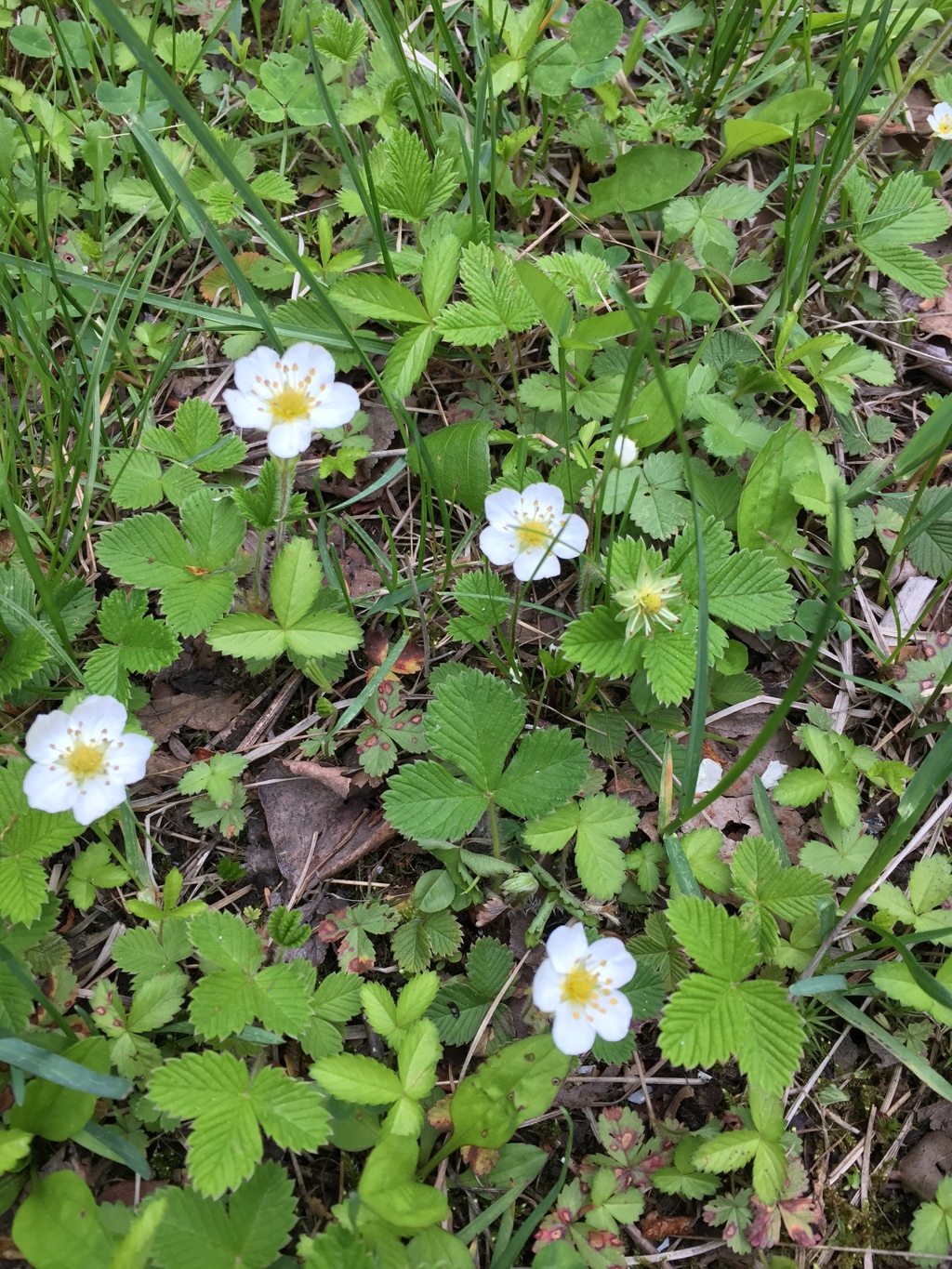 野イチゴかな？