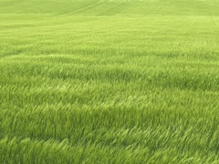 風にたなびく小麦たち