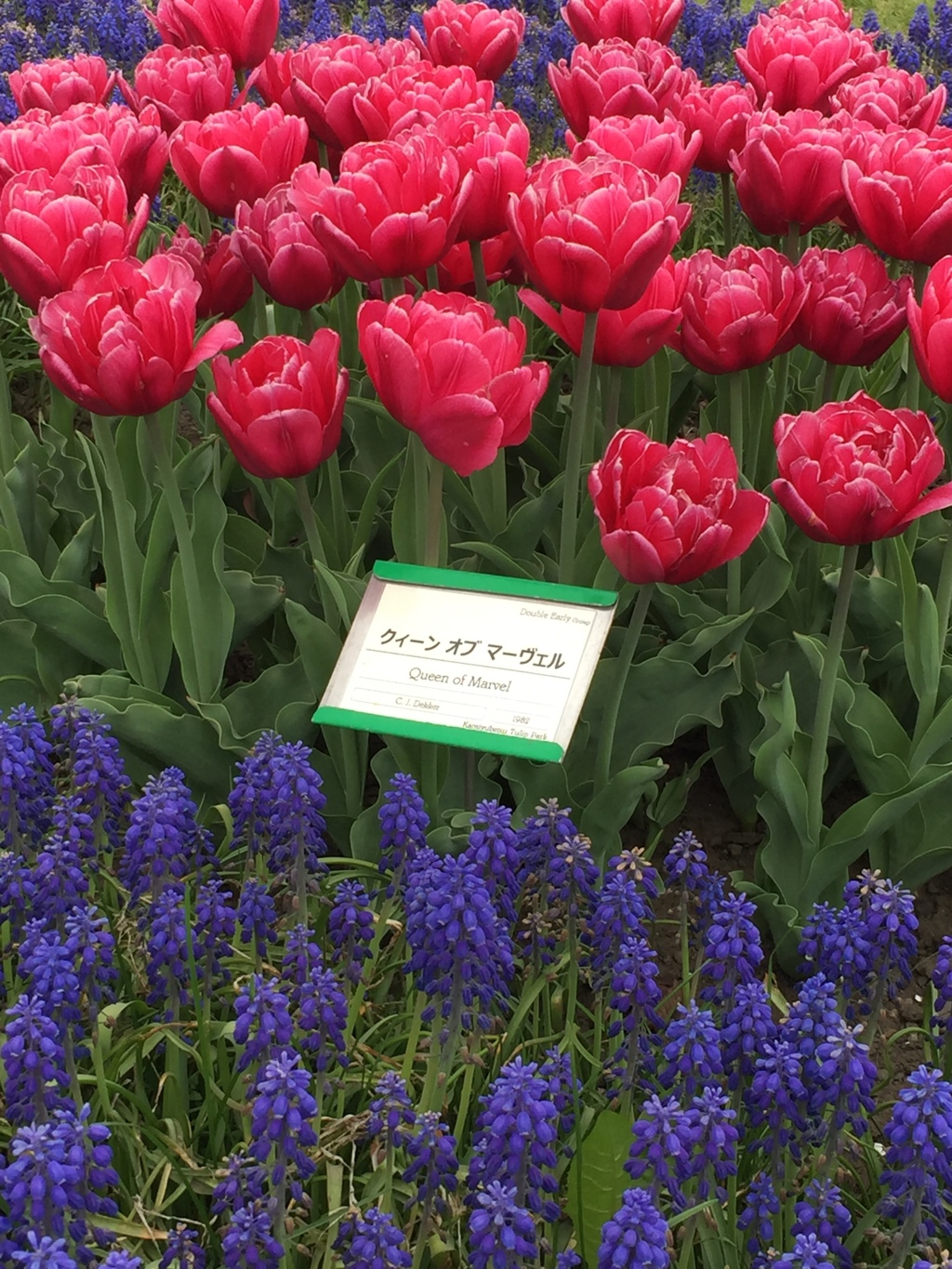 ピンク&パープル