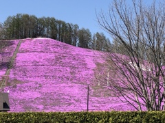 桜色な山