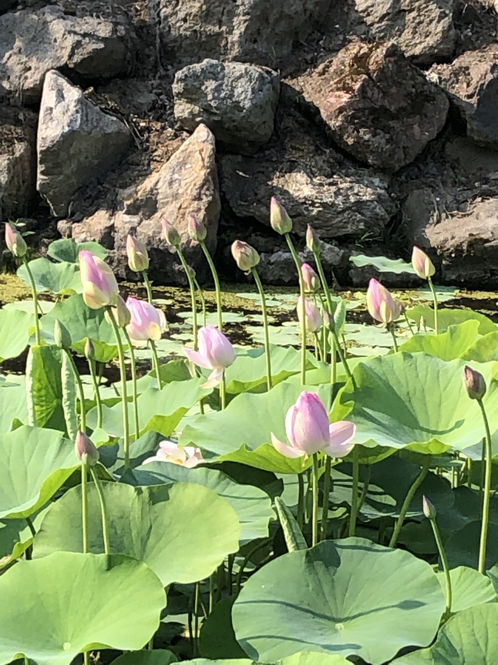 最北のハス池