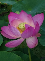 最北のハス池…2