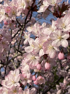 2025の桜