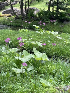 くりん草