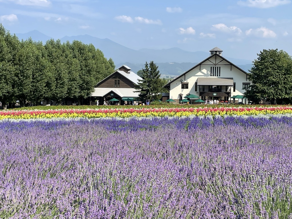 富良野…ラベンダー