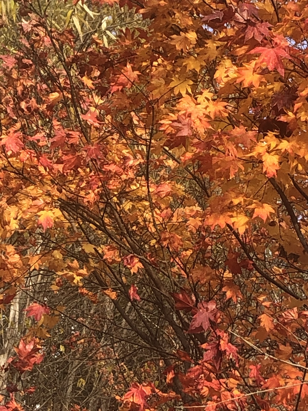 紅葉