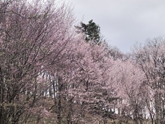 桜が咲いた