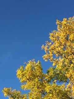 秋の空