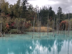 秋の美瑛…青い池