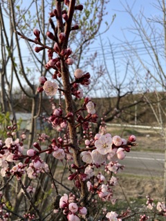 オホーツクにも春が来た　2