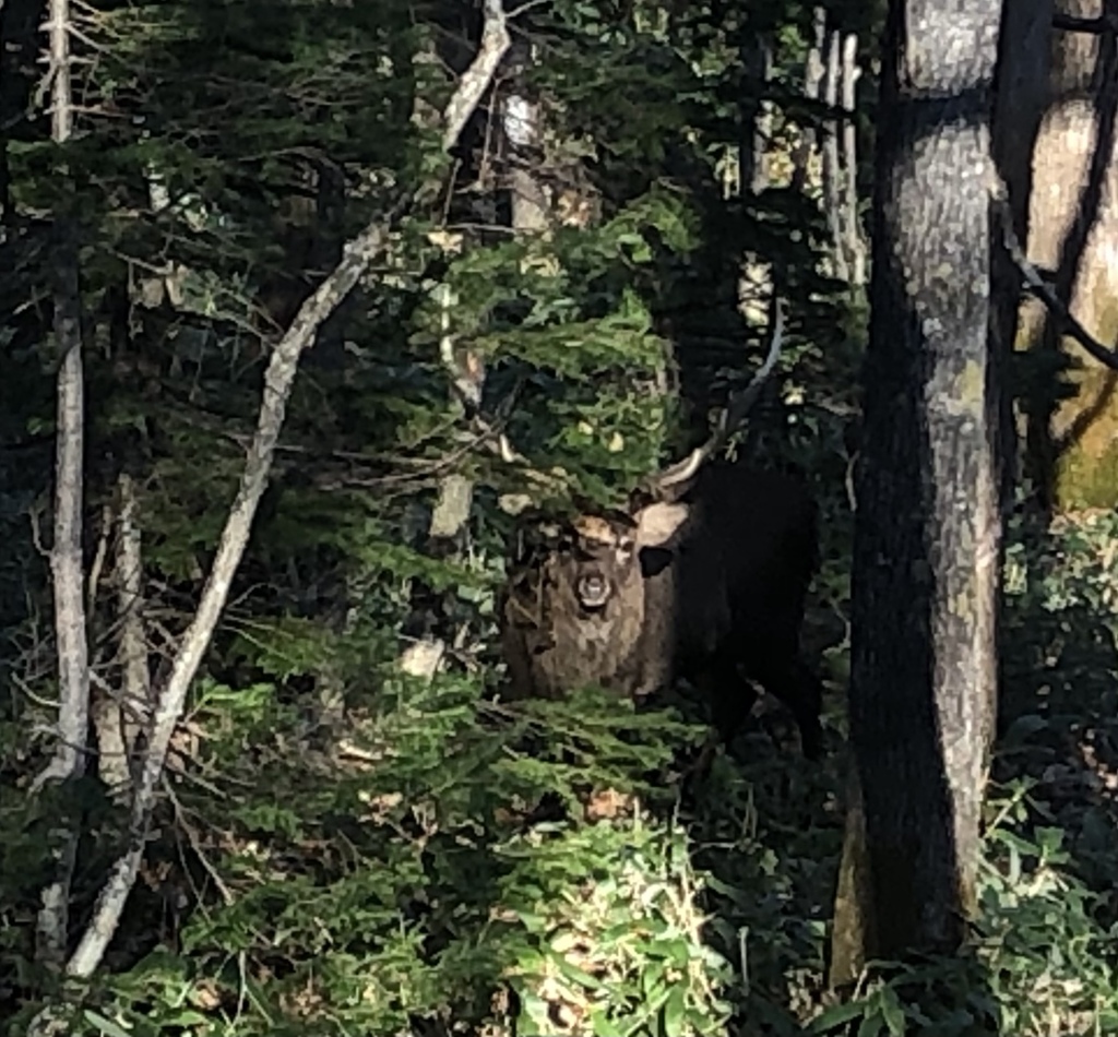 立派なツノですね