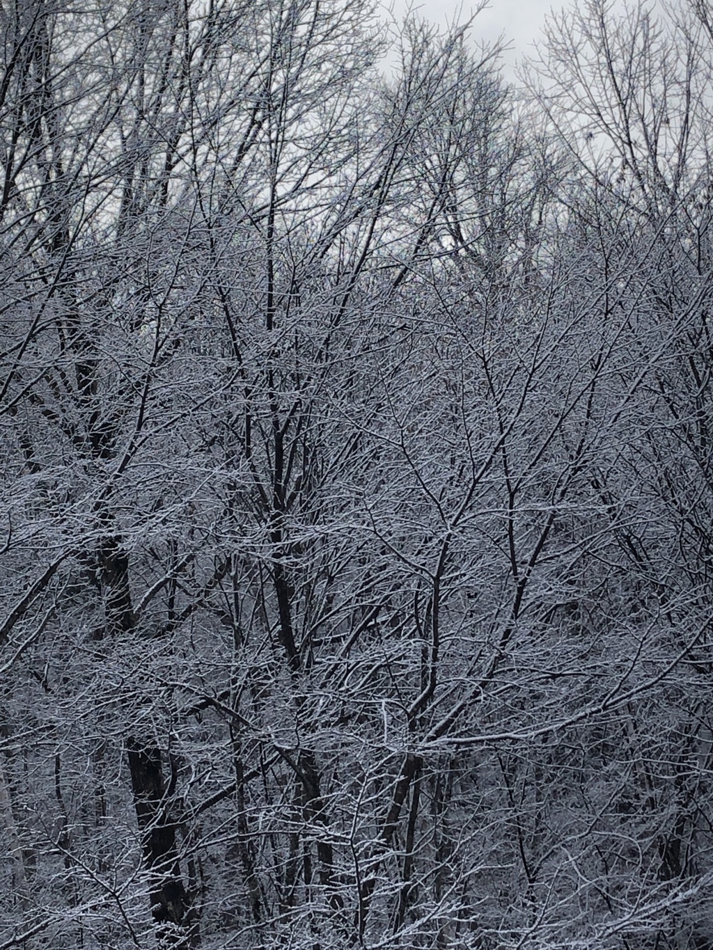 雪と木のコラボ