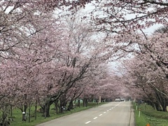 桜…到着