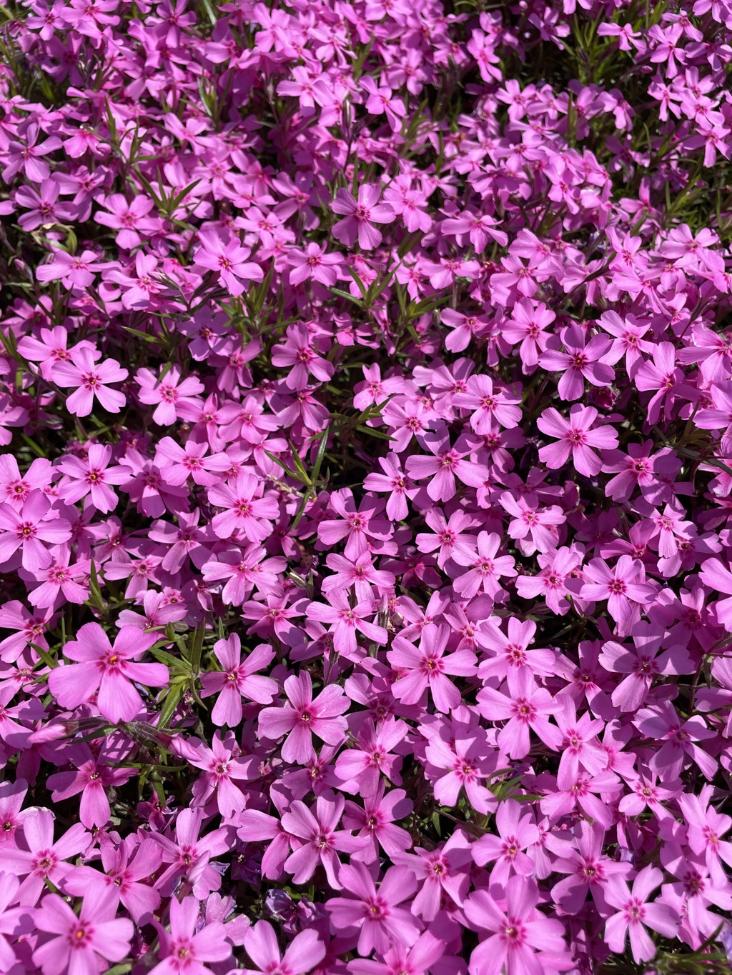 オホーツクの芝桜は今が満開