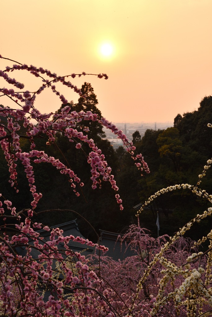 大縣神社の梅と夕日