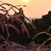 大縣神社の梅と夕日
