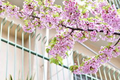 名古屋の早咲き桜