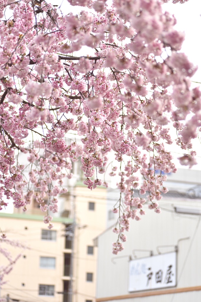 名古屋の早咲き桜