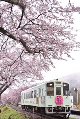樽見鉄道と桜