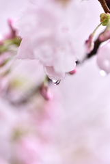 SAKURA water