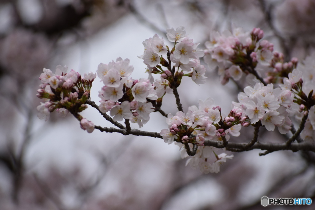 京都嵐山 桜