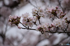 京都嵐山 桜
