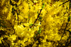 春を感じる黄色