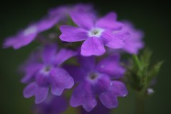 紫花