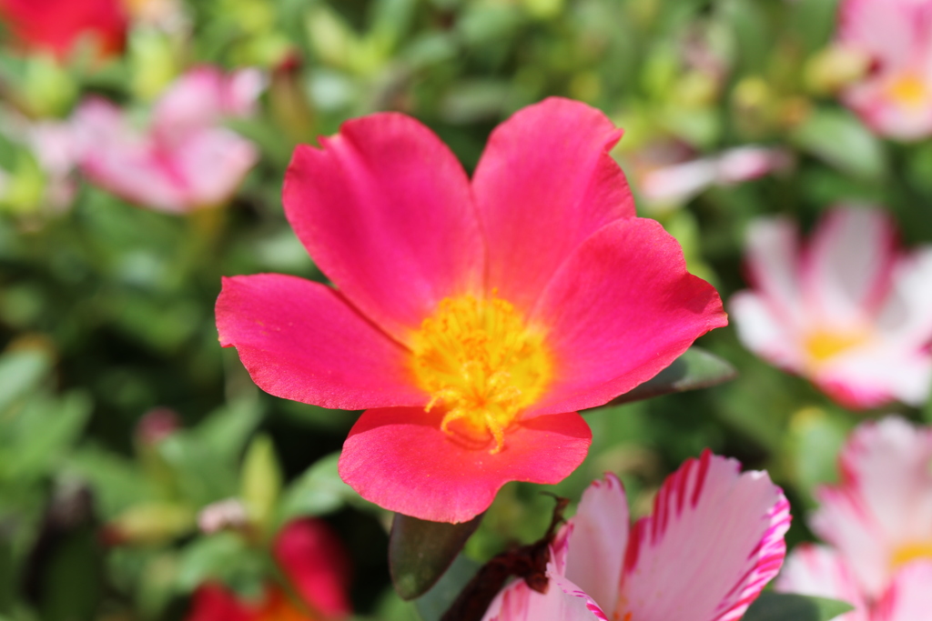花の海003