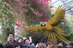 黄王