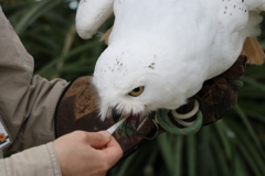 白い捕食者