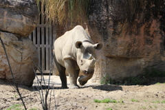 Rhino5