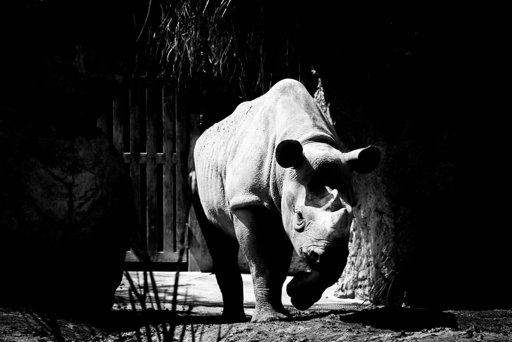 Rhinoceros