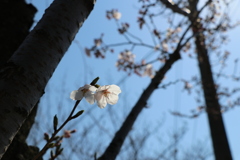 高み