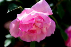 薔薇