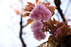 何の花？桃？