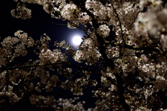 月と桜