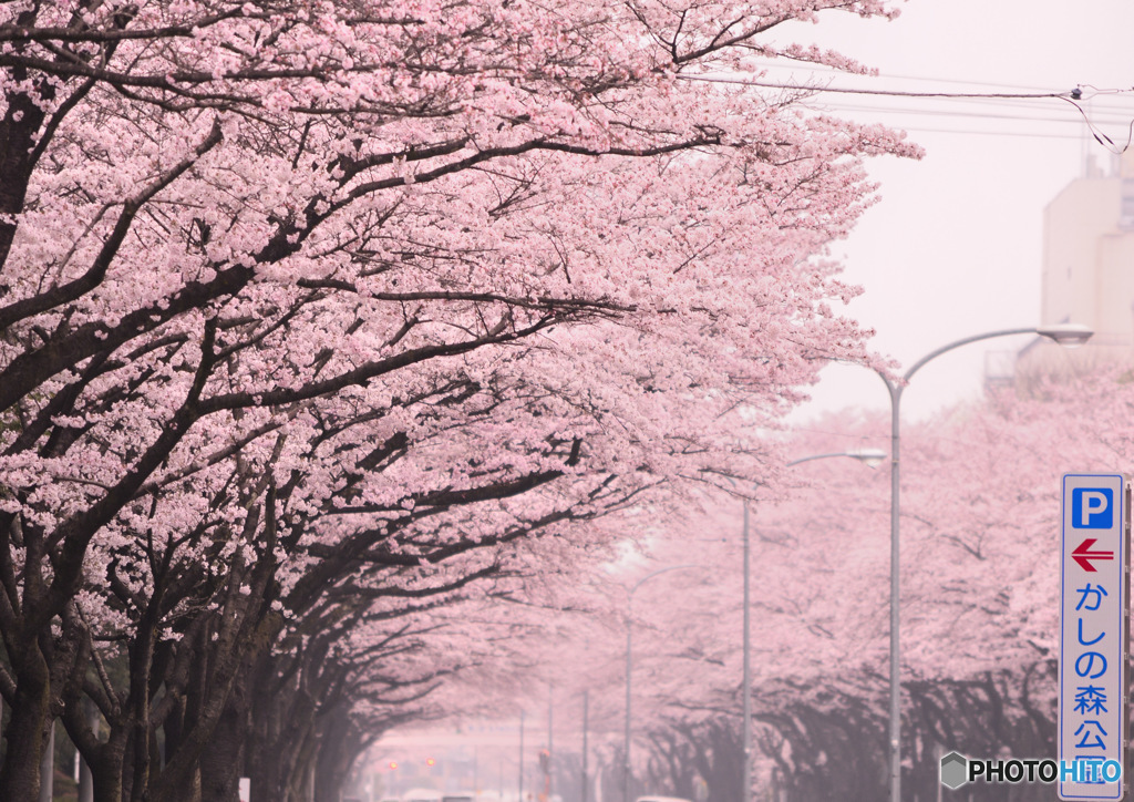 桜