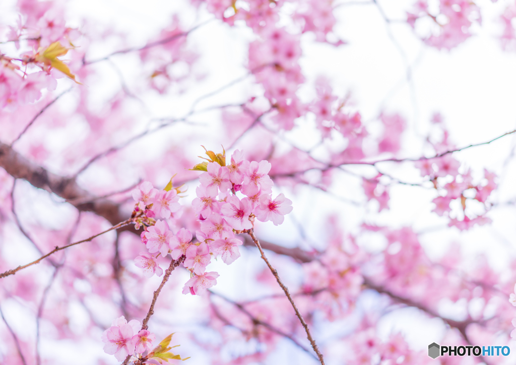 桜咲く