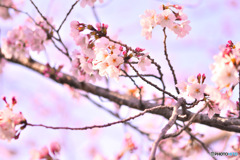 桜