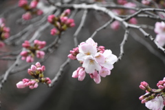春の準備中の上野公園の桜