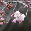 春の準備中の上野公園の桜