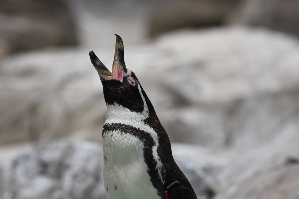 雄叫びペンギン