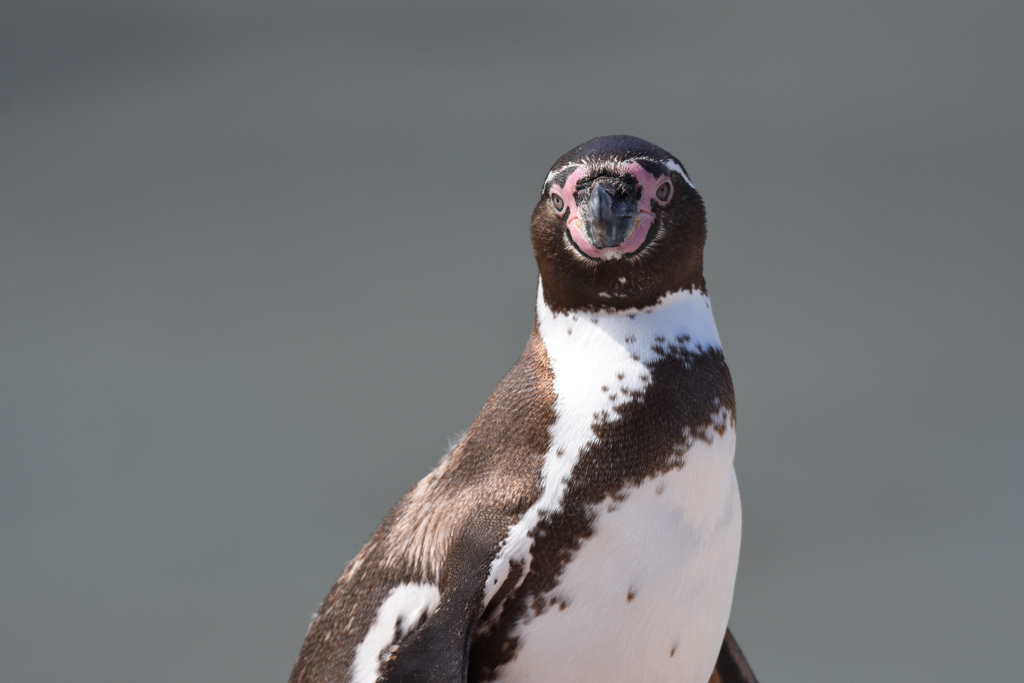 フンボルトペンギン