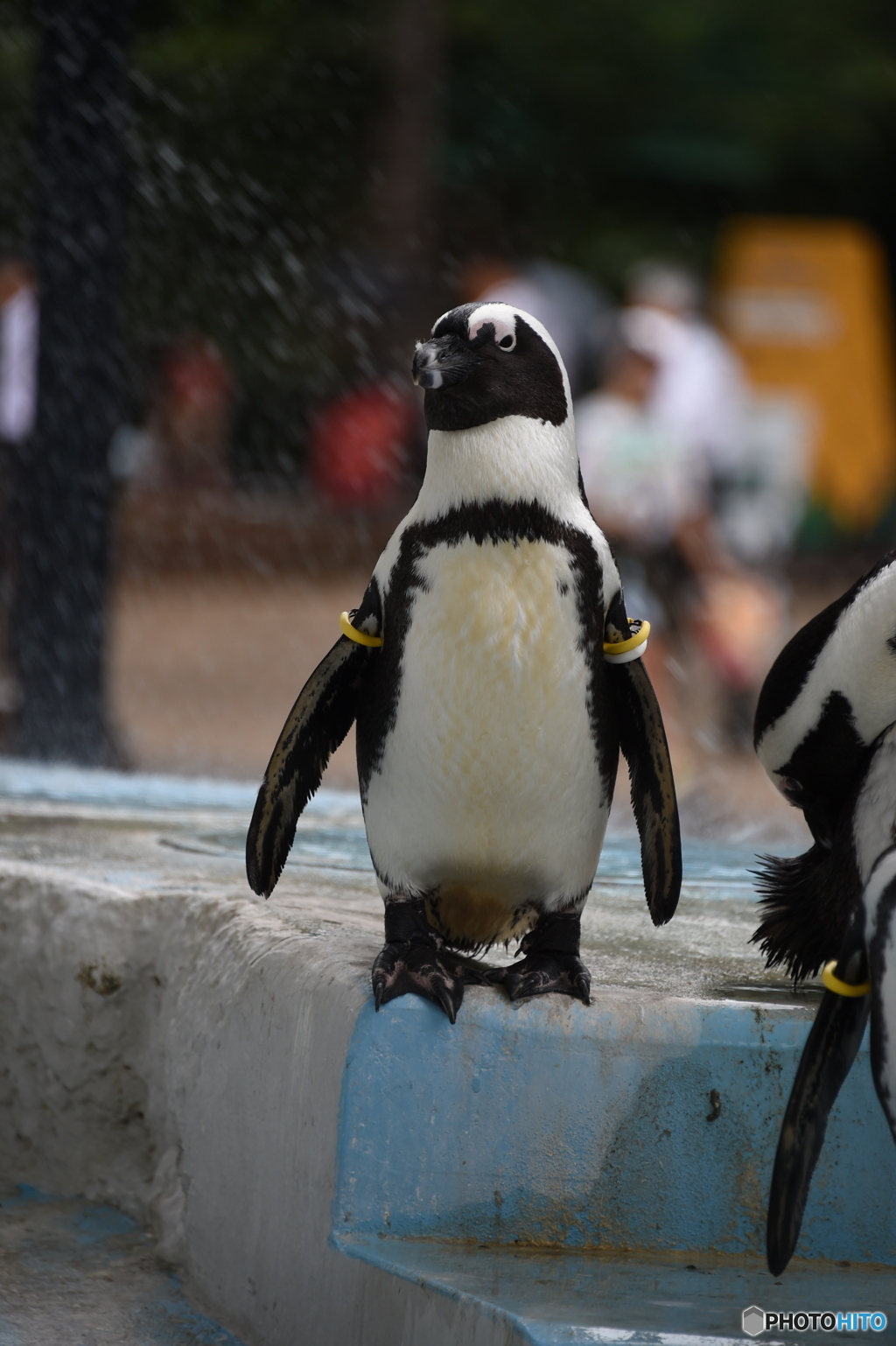 夏のケープペンギン