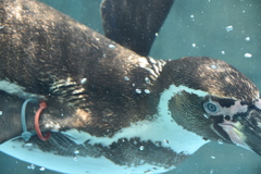 水中のフンボルトペンギン