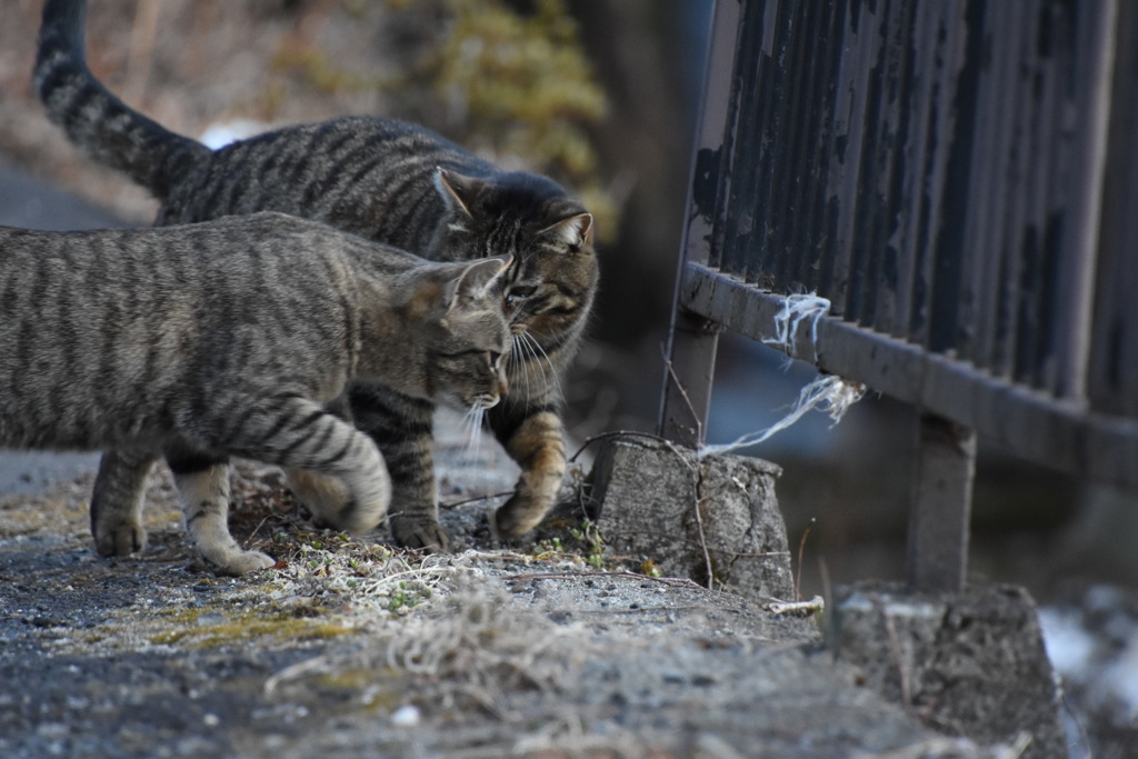 榛名山で出会った猫